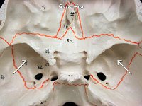21 lesser wing : greater wing, sphenoid bone, cranial bone, skull