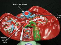 22 Inferior vena cava-Hepatic-portal-vein : inferior vena cava, hepatic portal vein, hepatic vein, liver