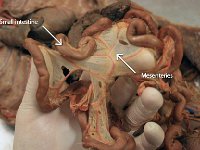 22 Small Intestine-Mesenteries-01 : small intestine, mesenteries, digestion, cat digestive system