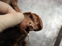 23 Ileocecal valve-01 : ileocecal valve, small intestine, cecum, cat digestive system