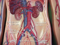 23 roght-left common iliac vein-internal external iliac vein : left and right common iliac vein, internal iliac vein, external iliac vein, abdominal cavity