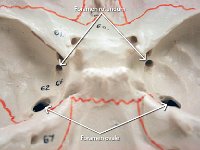 22 foramen rotundum : sphenoid bone, hole, cranial bone, skull