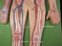 25 great saphenous-popliteal veins-01 : great saphenous vein, popliteal vein, femur, patella
