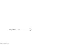 25 popliteal veins : popliteal vein, patella, lower limbs veins