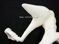26 Incus : incus, anvil, malleus, ear anatomy
