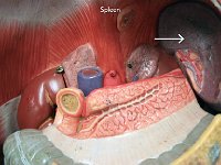26 Spleen : spleen, lymphatic system, stomach