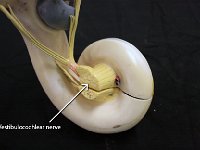29 Vestibulocochlear nerve : vestibulocochlear nerve, cochlea, inner ear, ear anatomy