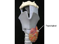 30 Thuroid gland : thyroid gland, T3, T4, endocrine system