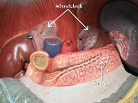 32 Adrenal glands-Pancreas : adrenal glands, pancreas, suprarenal glands, endocrine system