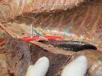 32 Descending aorta : descending aorta, heart, cat circulatory system