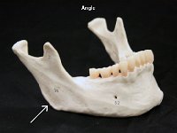 40 Mandible Angle-01 : azygous, thorax, thoracic vertical column, cat circulatory system