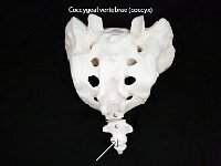 56 Coccygeal vertebra-01 : coccygeal vertebra, coccyx, vertebrae, dorsal