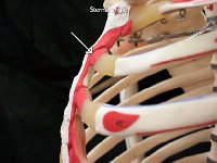 59 Sternal angle : sternal angle, sternum, manubrium, thoracic cage