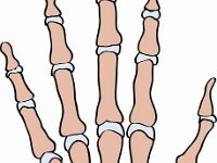 phalanges, metacarpals, carpals