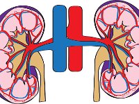 Blood vessels of the kidney
