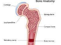 Bone Anatomy