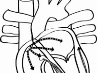 Cardiovascular System, cardiac conduction