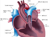 Cardiovascular System, internal anatomy of the heart with labels