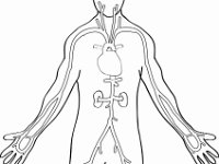Cardiovascular System, major arteries of the body