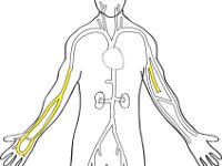 Cardiovascular System, major veins of the body