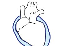 Cardiovascular System, pericardial cavity