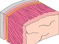 Cardiovascular System, pericardium, layers of heart wall