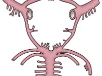 circle Of Willis