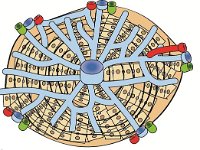 Digestive System, liver lobule