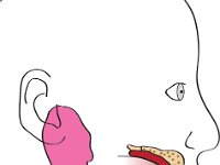 Digestive System, salivary glands