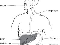 DigestiveTract Labeled  DigestiveTract Labeled.jpg