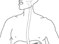 DigestiveTract  Digestive Tract.jpg