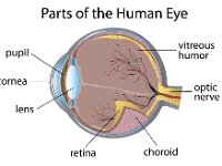 Eye anatomy
