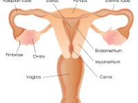 Female reproductive system
