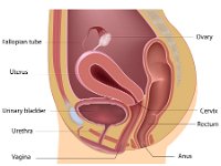 Female reproductive system