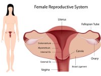 Female reproductive system