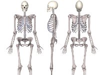 Female skeleton