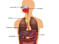 Gastrointestinal tract