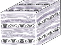 collagen; Histology, dense regular CT