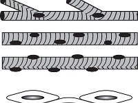 Histology, muscle tissues