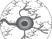 Histology, nervous tissue