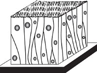 collagen; Histology, pseudostratified ciliated columnar ET