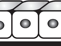 epithelial_1row; Histology, simple cuboidal ET