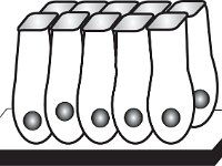 epithelial_1row; Histology, simple solumnar ET