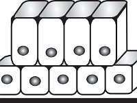 Histology, stratified columnar ET; epithelial_2rows