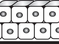 Histology, stratified cuboidal ET; epithelial_2rows