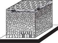 Histology, stratified squamous ET; collagen