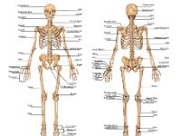 Human skeleton