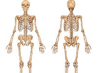 Human skeleton