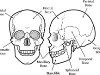 Human skull