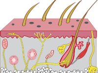 Integumentary, skin layers